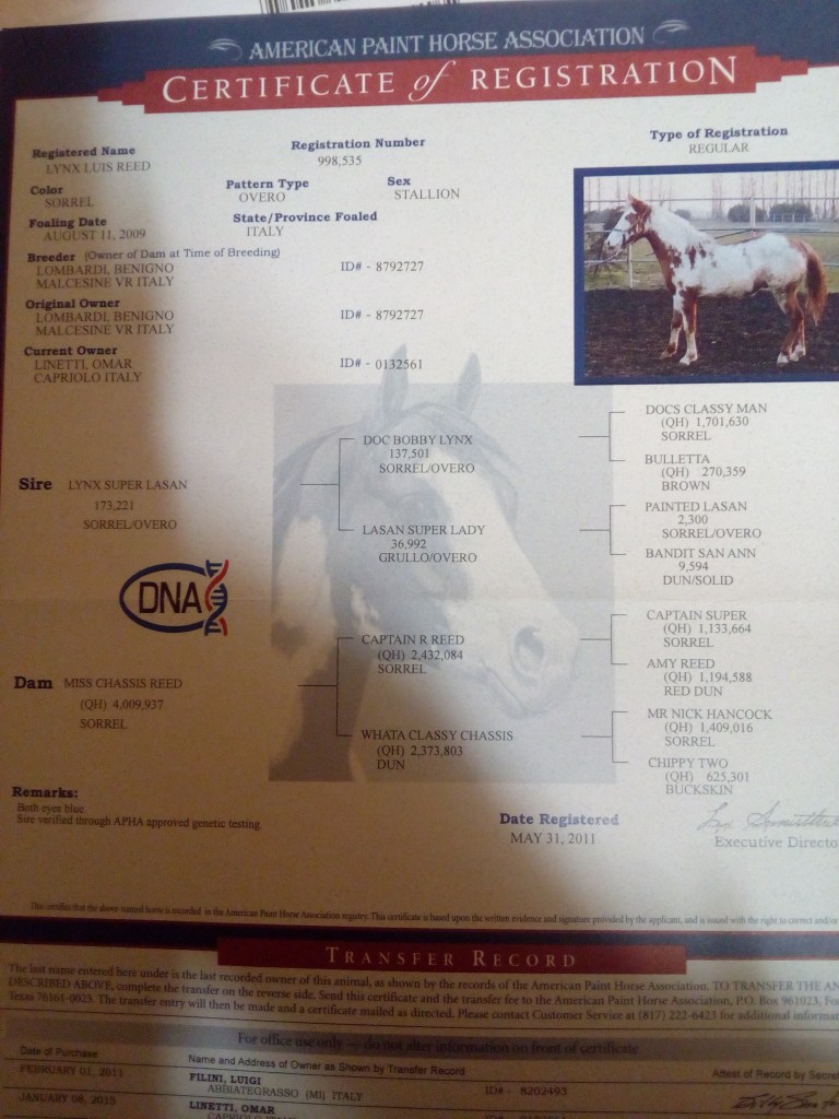 stallone paint horse Lynx Luis Reed certificato