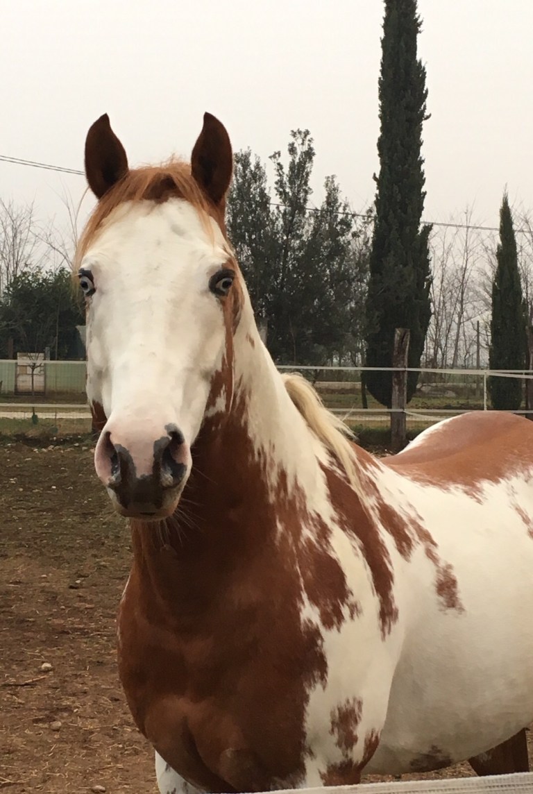 stallone paint horse Lynx Luis Reed.jpg