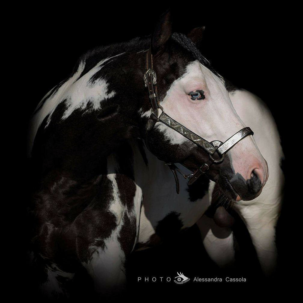 STALLONE PAINT HORSE • MOONBEAM DAZZLE (2011)