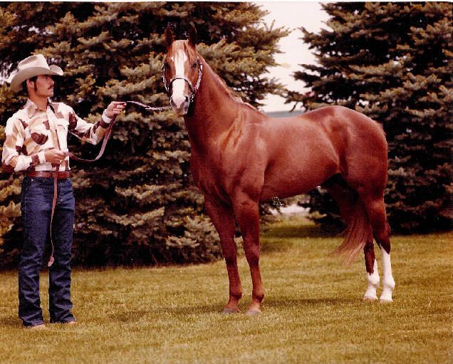 Peppy_San_Badger_Stallion_Quarter_Horse