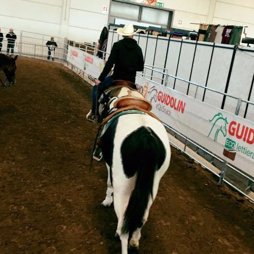 paint horses gimkana western