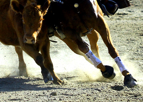 cos-e-il-working-cow-horse-fieracavalli