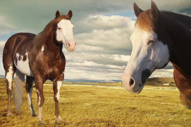 Performance Paint Horse Stallion STARGATE DANCER