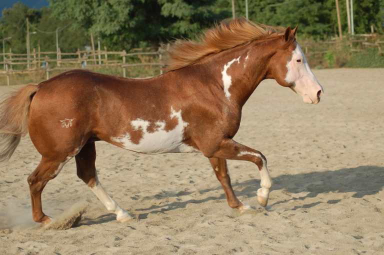 Performance Paint Horse Stallion STARGATE DANCER