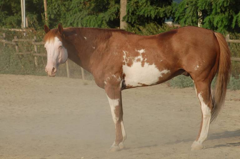 Performance Paint Horse Stallion STARGATE DANCER