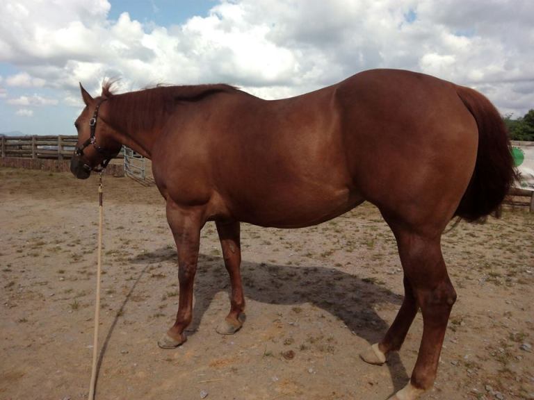 HY-BRED-DUN-Fattrice