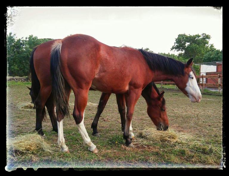 LITTLE-PALOUSE-DUN-Paint-Horse-Reining-Overo-Filly-Paddock-Copertina