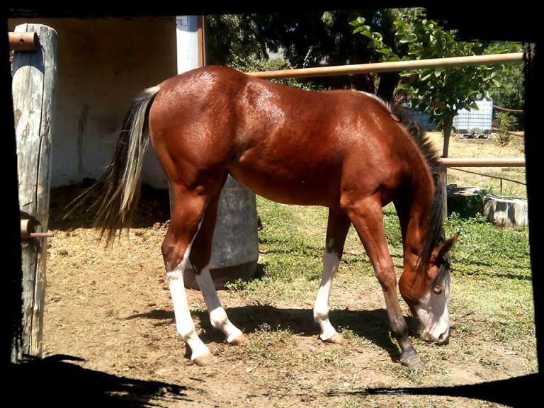 LITTLE-PALOUSE-DUN-Paint-Horse-Reining-Overo-Filly-Paddock