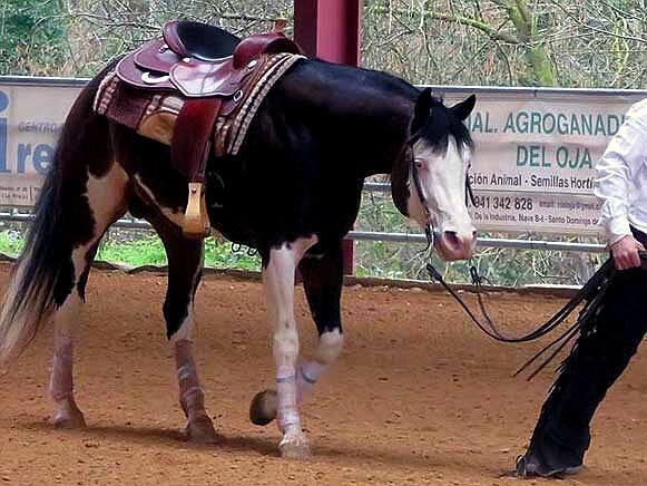 VALLES-LITTLE-PEPPY-American-Paint-Horse-Stallion