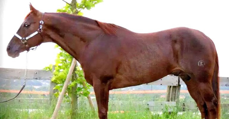 reining-quarter-horse-stallion-power-snap-1999