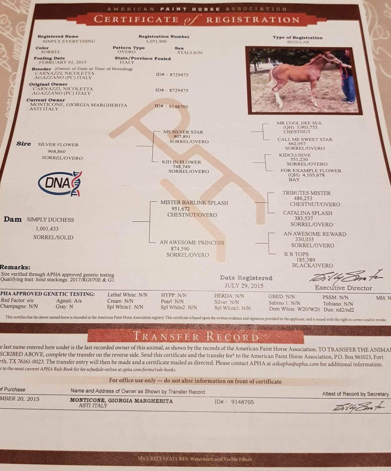 simply-everything-paint-horse-certificato.jpg