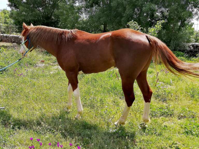 32462395_2131382337148925_4030474074516881408_n