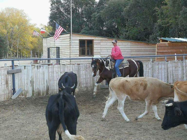 color-smart-thunder-paint-overo-stallion-11