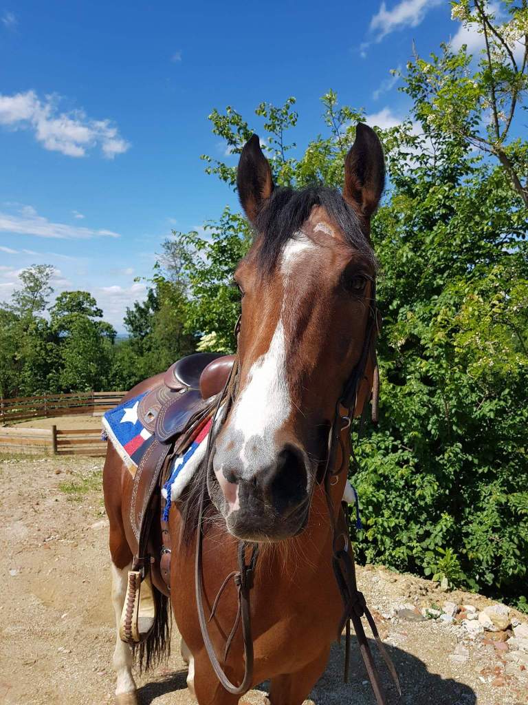 color-smart-thunder-paint-overo-stallion-2