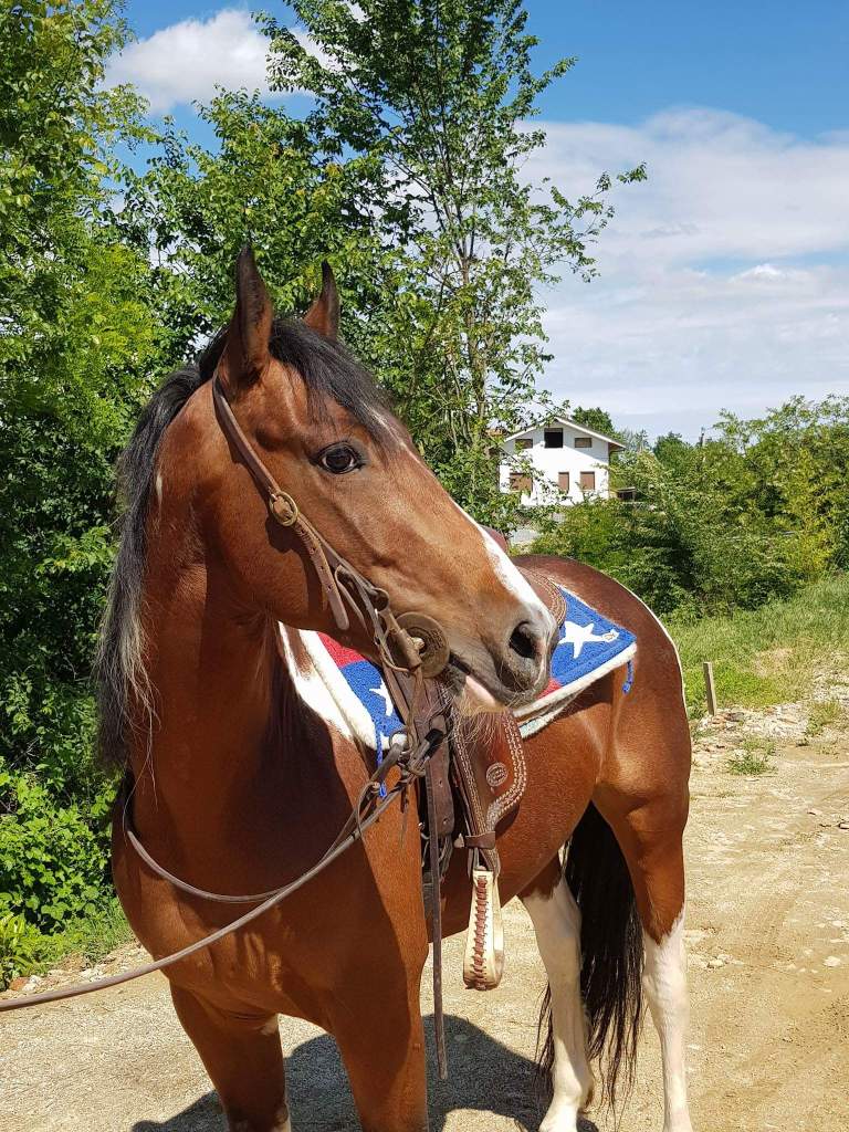 color-smart-thunder-paint-overo-stallion-3