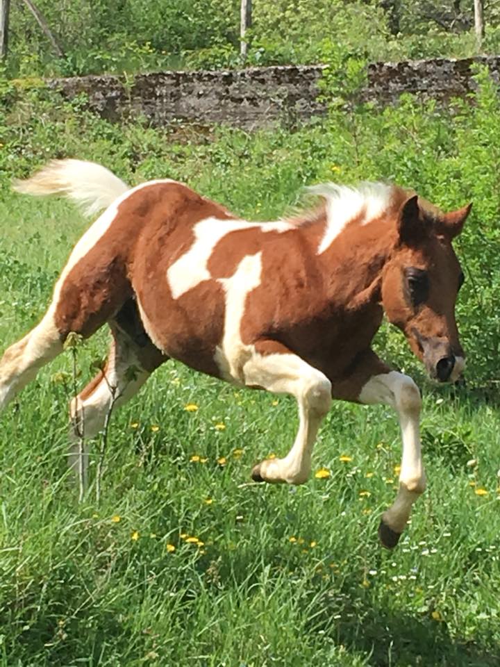 puledro-paint-horse-a3