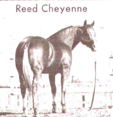 reedcheyenne
