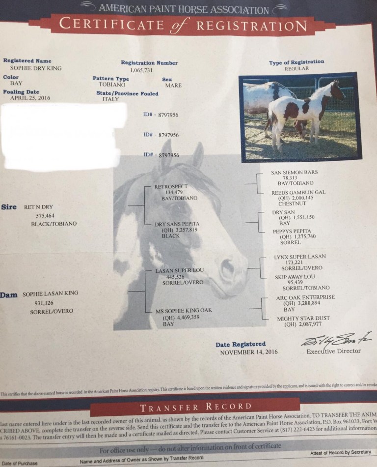 sophie-dry-king-performance-bay-tobiano-paint-horse-mare-2016-for-sale-certificate-paper.jpeg
