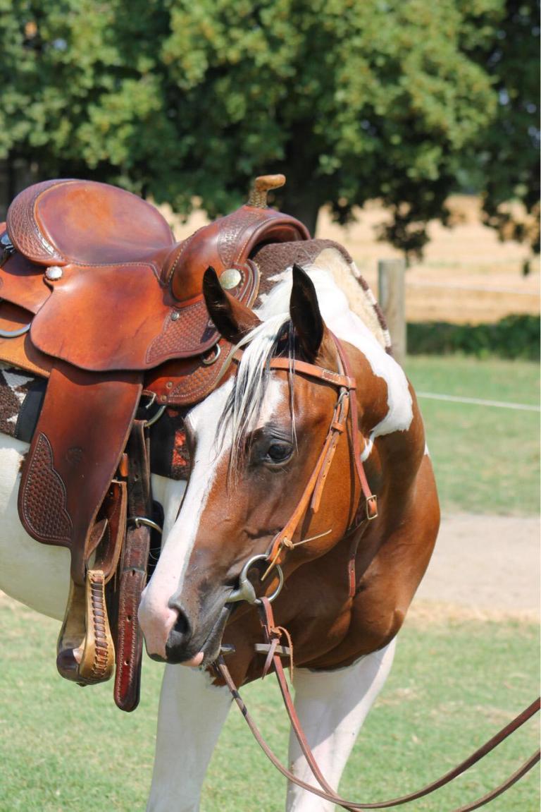 sophie dry king performance bay tobiano paint horse mare 2016 for sale face