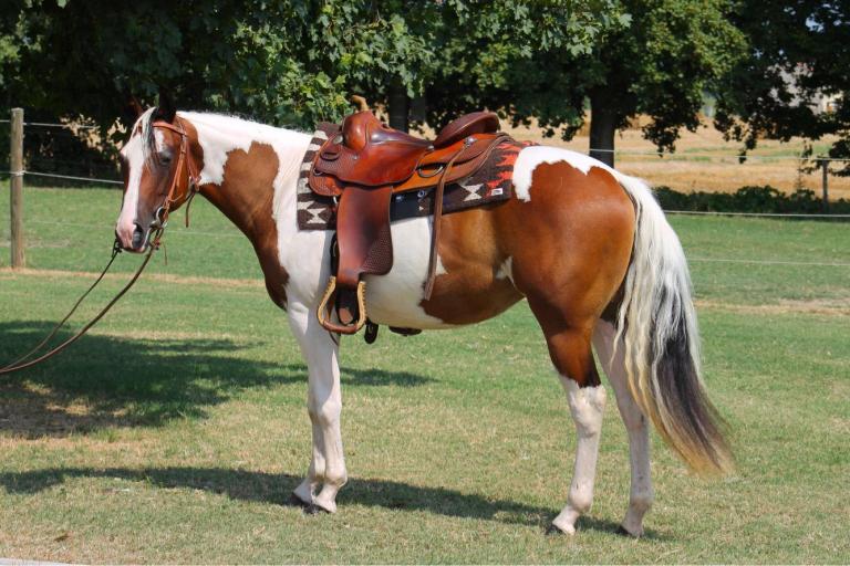 sophie dry king performance bay tobiano paint horse mare 2016 for sale left