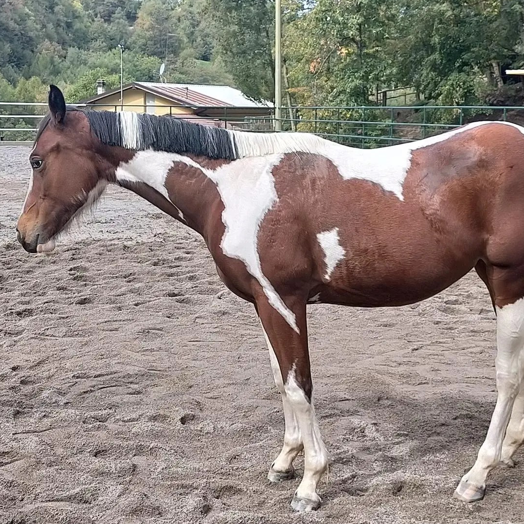 B FLORIDA GUNNER LENA 🐊 (2021) • Bay Tobiano Paint Horse Mare • Sold