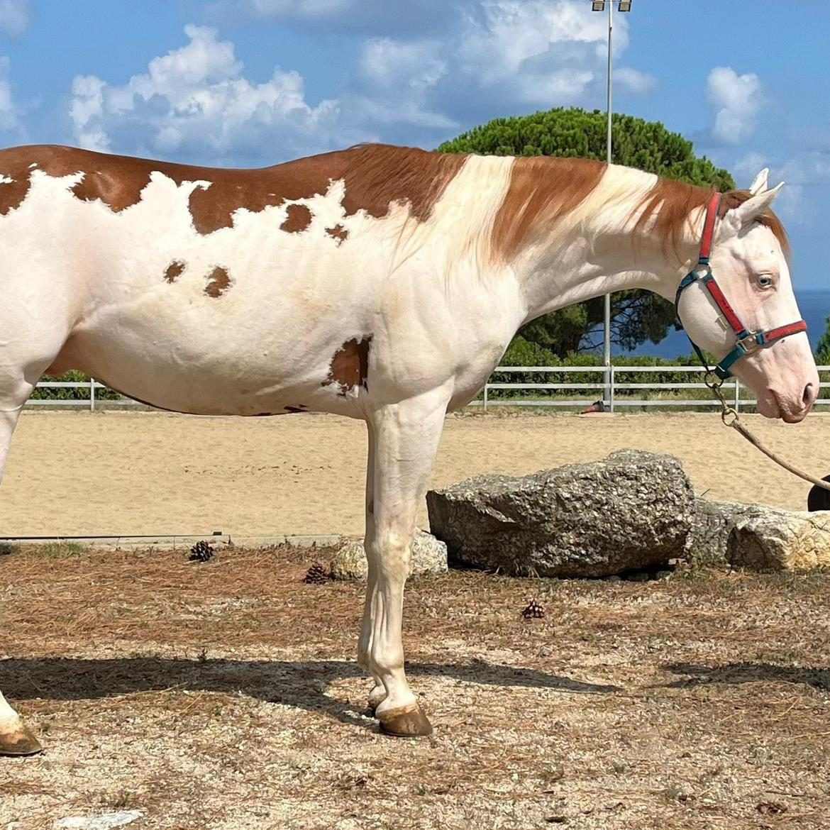 Mk One Gun Dual (2020), Paint Horse reining stallion for sale in Italy, Europe – stallone APHA in vendita in Calabria #768