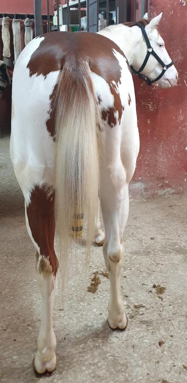 Mk One Gun Dual (2020), Paint Horse reining stallion for sale in Italy, Europe – stallone APHA in vendita in Calabria #768