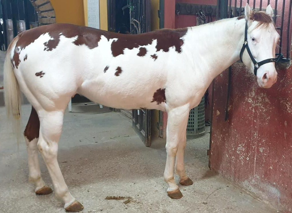 Mk One Gun Dual (2020), Paint Horse reining stallion for sale in Italy, Europe – stallone APHA in vendita in Calabria #768