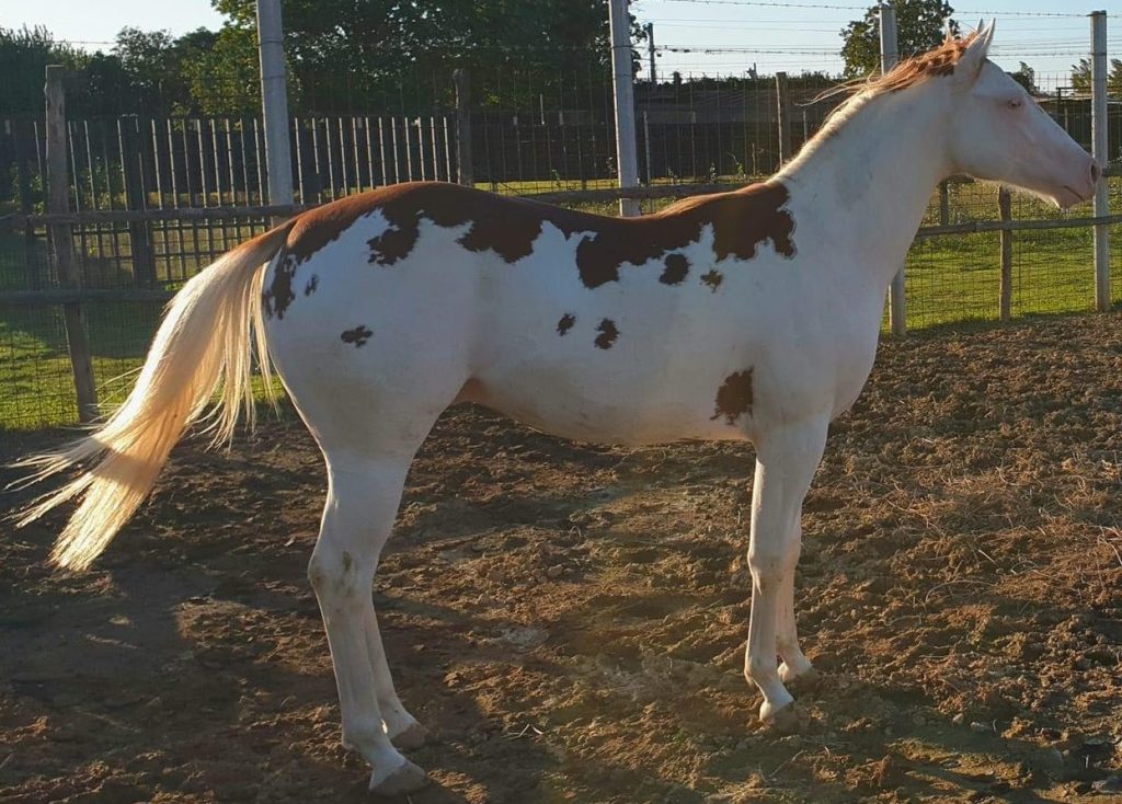 Mk One Gun Dual (2020), Paint Horse reining stallion for sale in Italy, Europe – stallone APHA in vendita in Calabria #768