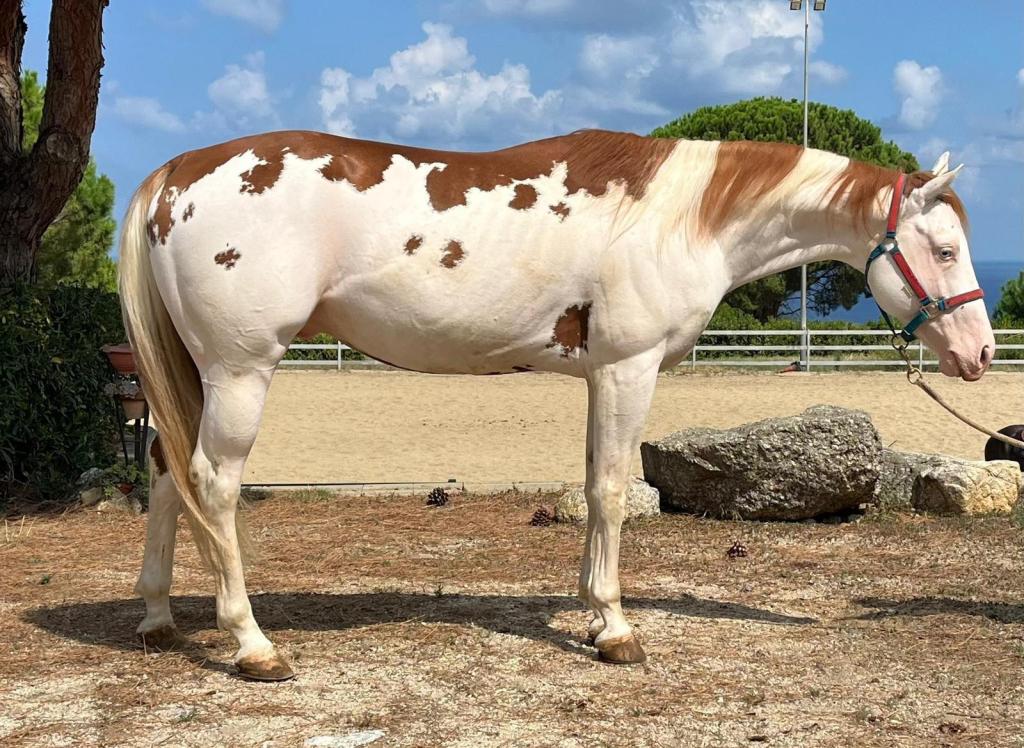 Mk One Gun Dual (2020), Paint Horse reining stallion for sale in Italy, Europe – stallone APHA in vendita in Calabria #768