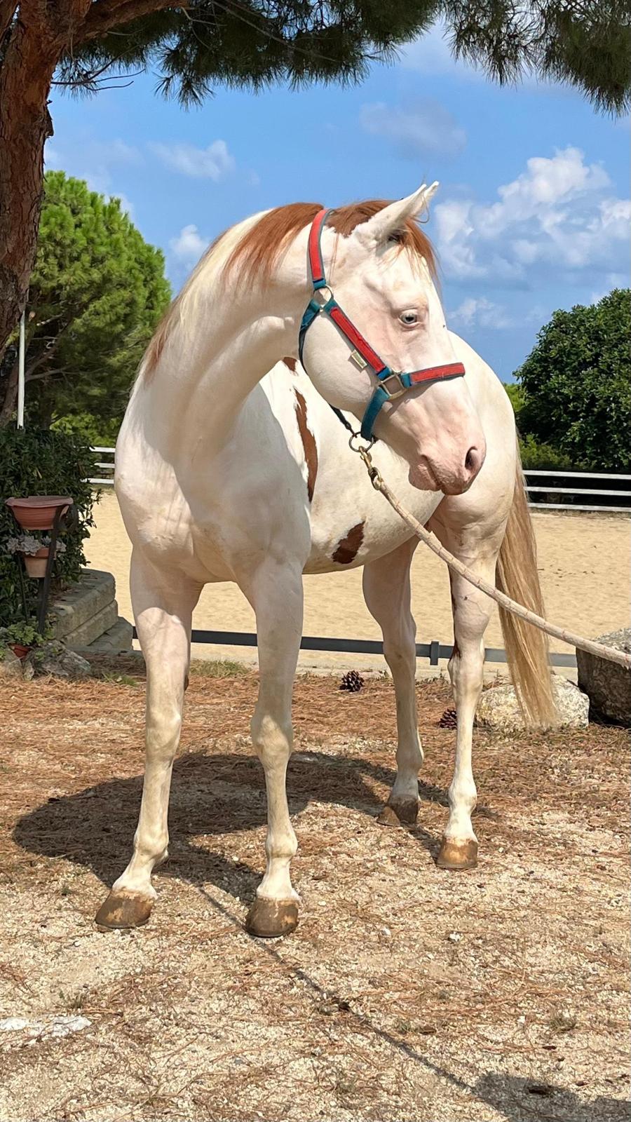 Mk One Gun Dual (2020), Paint Horse reining stallion for sale in Italy, Europe – stallone APHA in vendita in Calabria #768