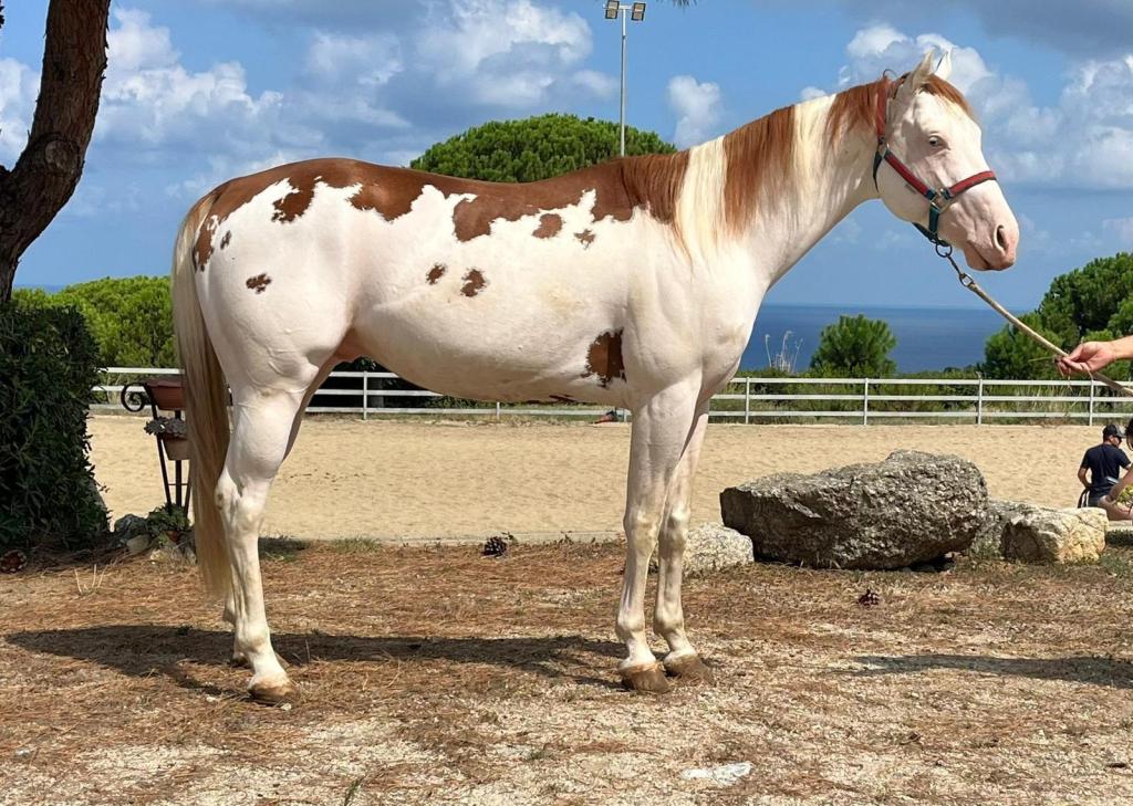 Mk One Gun Dual (2020), Paint Horse reining stallion for sale in Italy, Europe – stallone APHA in vendita in Calabria #768