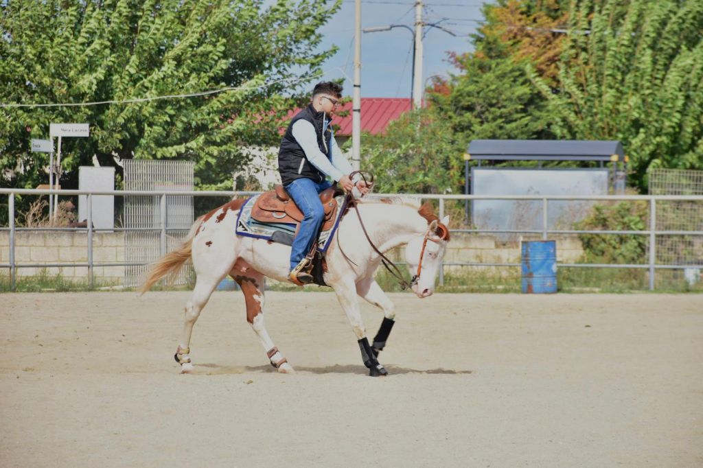 Mk One Gun Dual (2020), Paint Horse reining stallion for sale in Italy, Europe – stallone APHA in vendita in Calabria #768
