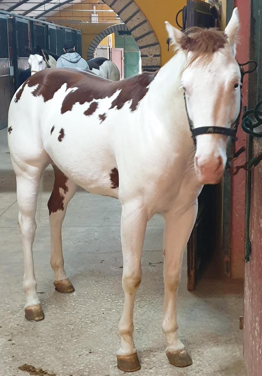 Mk One Gun Dual (2020), Paint Horse reining stallion for sale in Italy, Europe – stallone APHA in vendita in Calabria #768