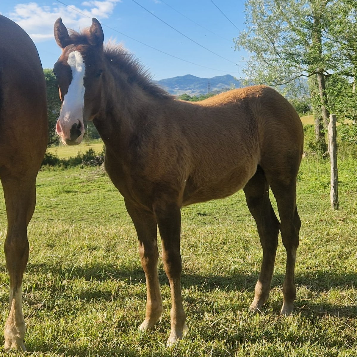 Little Willy Wimpys (2026), Paint Horse reining colt for sale in Italy, Europe – puledro APHA in vendita in Abruzzo #898