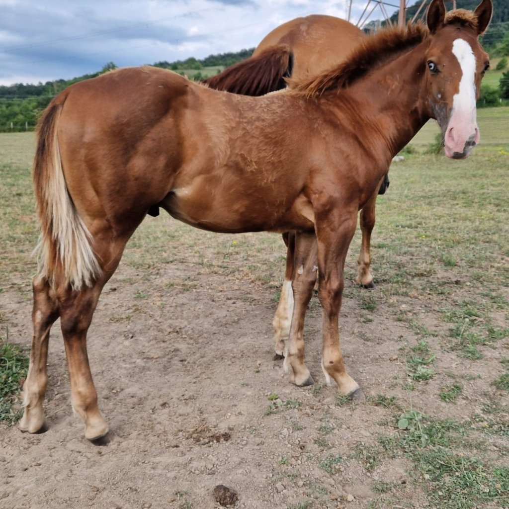 Little Willy Wimpys (2026), Paint Horse reining colt for sale in Italy, Europe – puledro APHA in vendita in Abruzzo #898