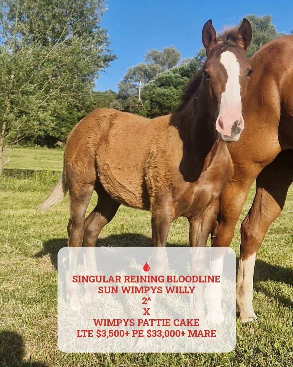 Little Willy Wimpys (2026), Paint Horse reining colt for sale in Italy, Europe – puledro APHA in vendita in Abruzzo #898