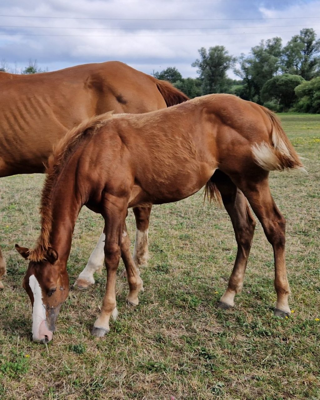 Little Willy Wimpys (2026), Paint Horse reining colt for sale in Italy, Europe – puledro APHA in vendita in Abruzzo #898