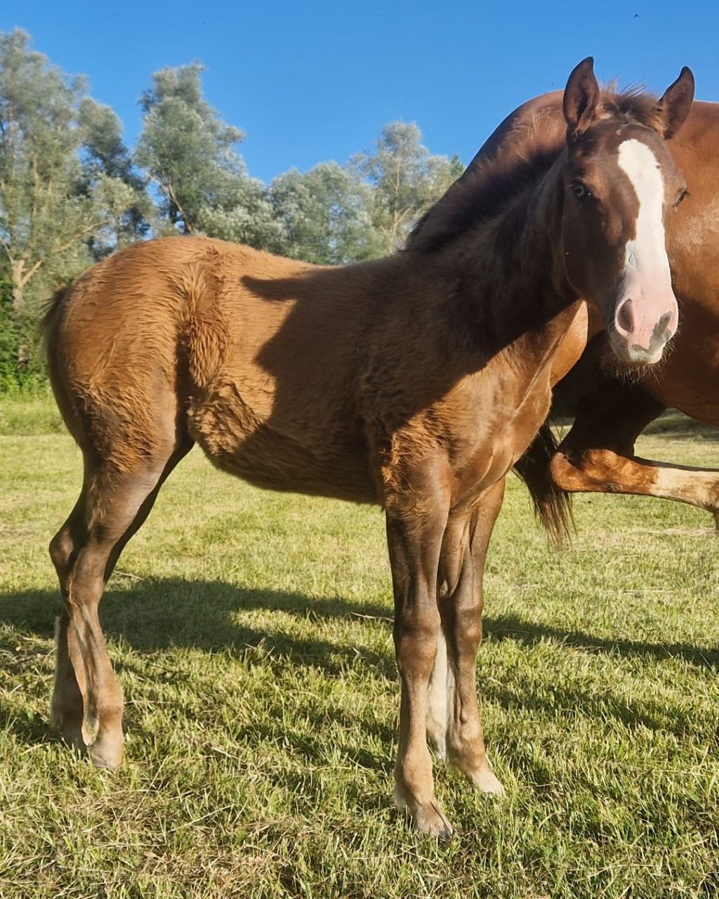 Little Willy Wimpys (2026), Paint Horse reining colt for sale in Italy, Europe – puledro APHA in vendita in Abruzzo #898