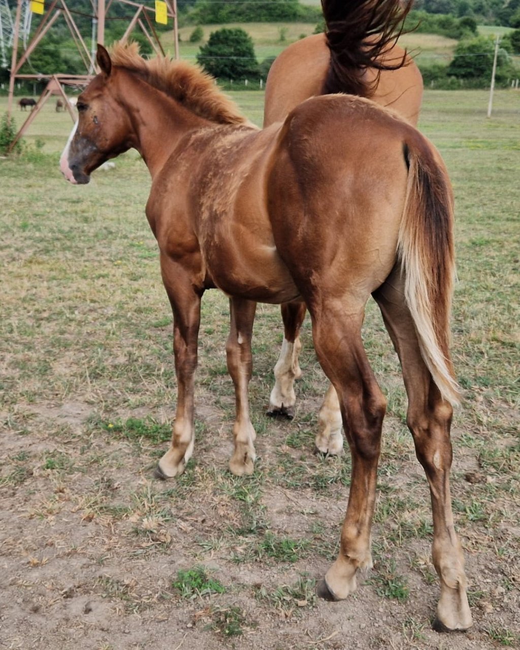 Little Willy Wimpys (2026), Paint Horse reining colt for sale in Italy, Europe – puledro APHA in vendita in Abruzzo #898