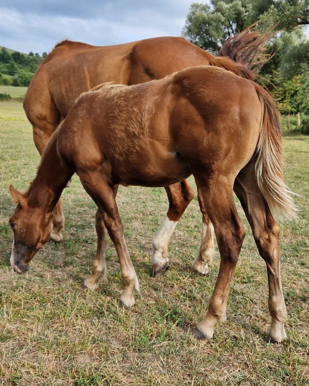 Little Willy Wimpys (2026), Paint Horse reining colt for sale in Italy, Europe – puledro APHA in vendita in Abruzzo #898