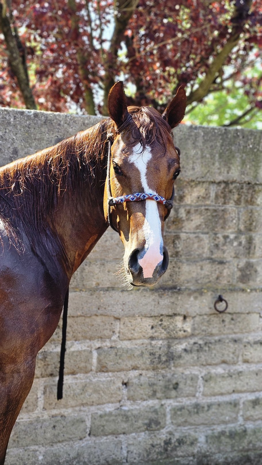 Diamonds Tonite (2022), Paint Horse reining mare for sale in Italy, Europe – cavalla APHA in vendita in Rome, Italy #904
