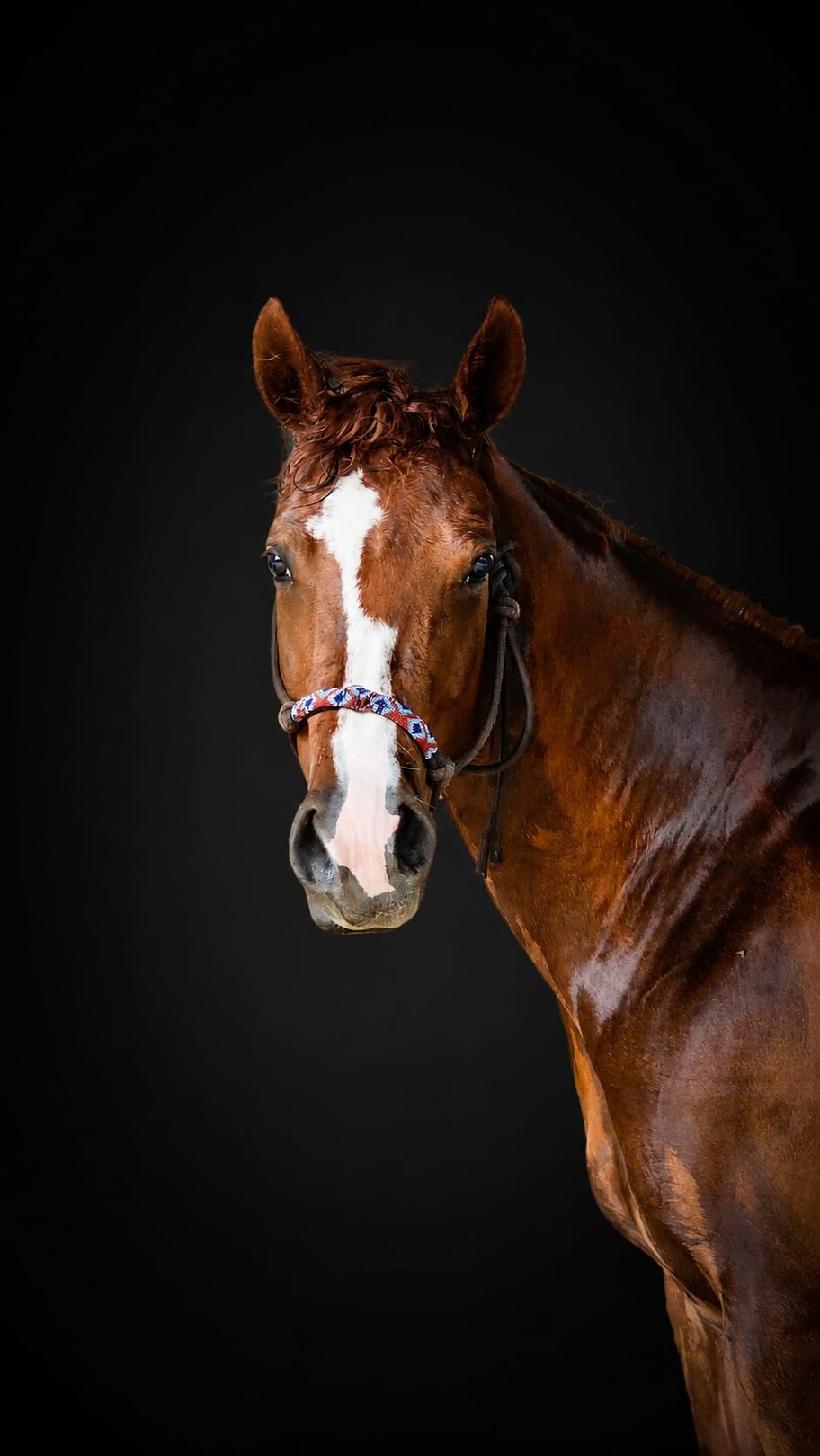 Diamonds Tonite (2022), Paint Horse reining mare for sale in Italy, Europe – cavalla APHA in vendita in Rome, Italy #904