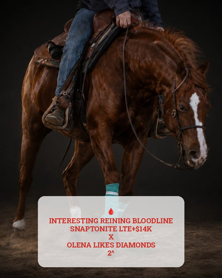 Diamonds Tonite (2022), Paint Horse reining mare for sale in Italy, Europe – cavalla APHA in vendita in Rome, Italy #904