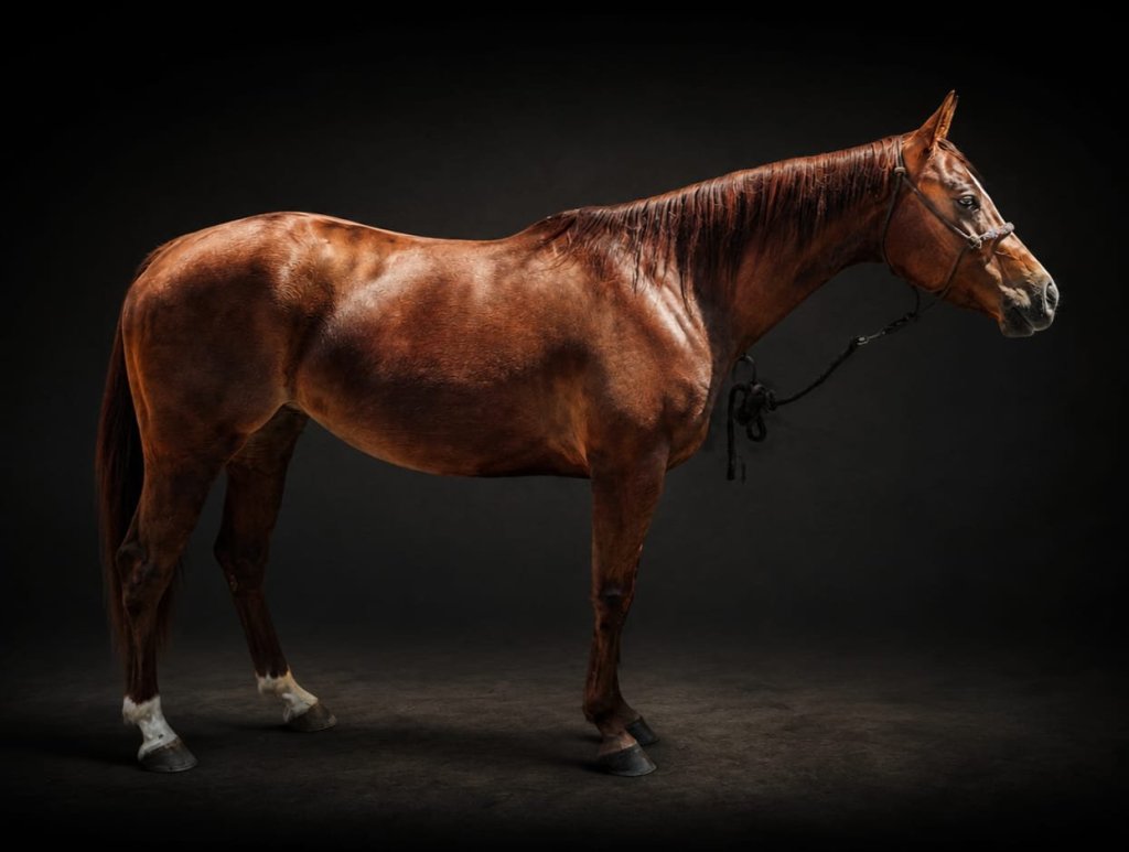Diamonds Tonite (2022), Paint Horse reining mare for sale in Italy, Europe – cavalla APHA in vendita in Rome, Italy #904