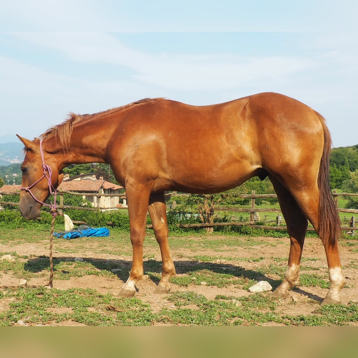 Wallawood Gun (2025), Paint Horse & Quarter Horse reining stud colt for sale in Italy, Europe – stalloncino APHA & AQHA in vendita in Lombardia #908