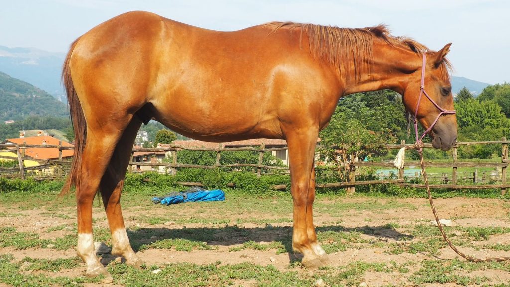 Wallawood Gun (2025), Paint Horse & Quarter Horse reining stud colt for sale in Italy, Europe – stalloncino APHA & AQHA in vendita in Lombardia #908