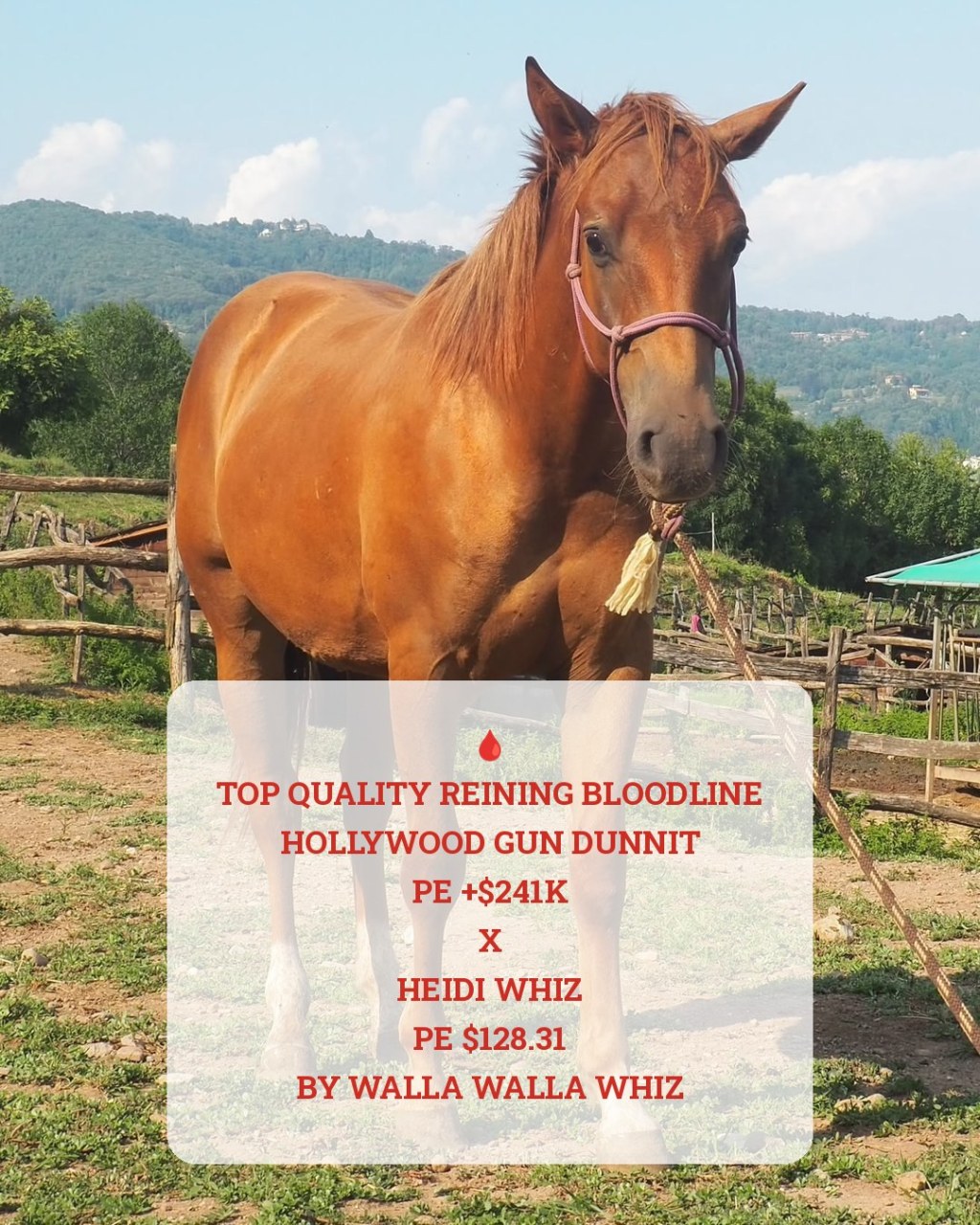 Wallawood Gun (2025), Paint Horse & Quarter Horse reining stud colt for sale in Italy, Europe – stalloncino APHA & AQHA in vendita in Lombardia #908
