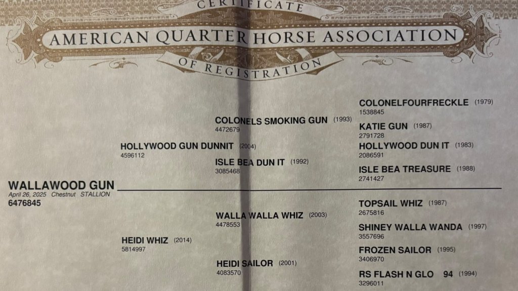 APHA & AQHA registration certificate (papers) – certificato APHA & AQHA Wallawood Gun #908
