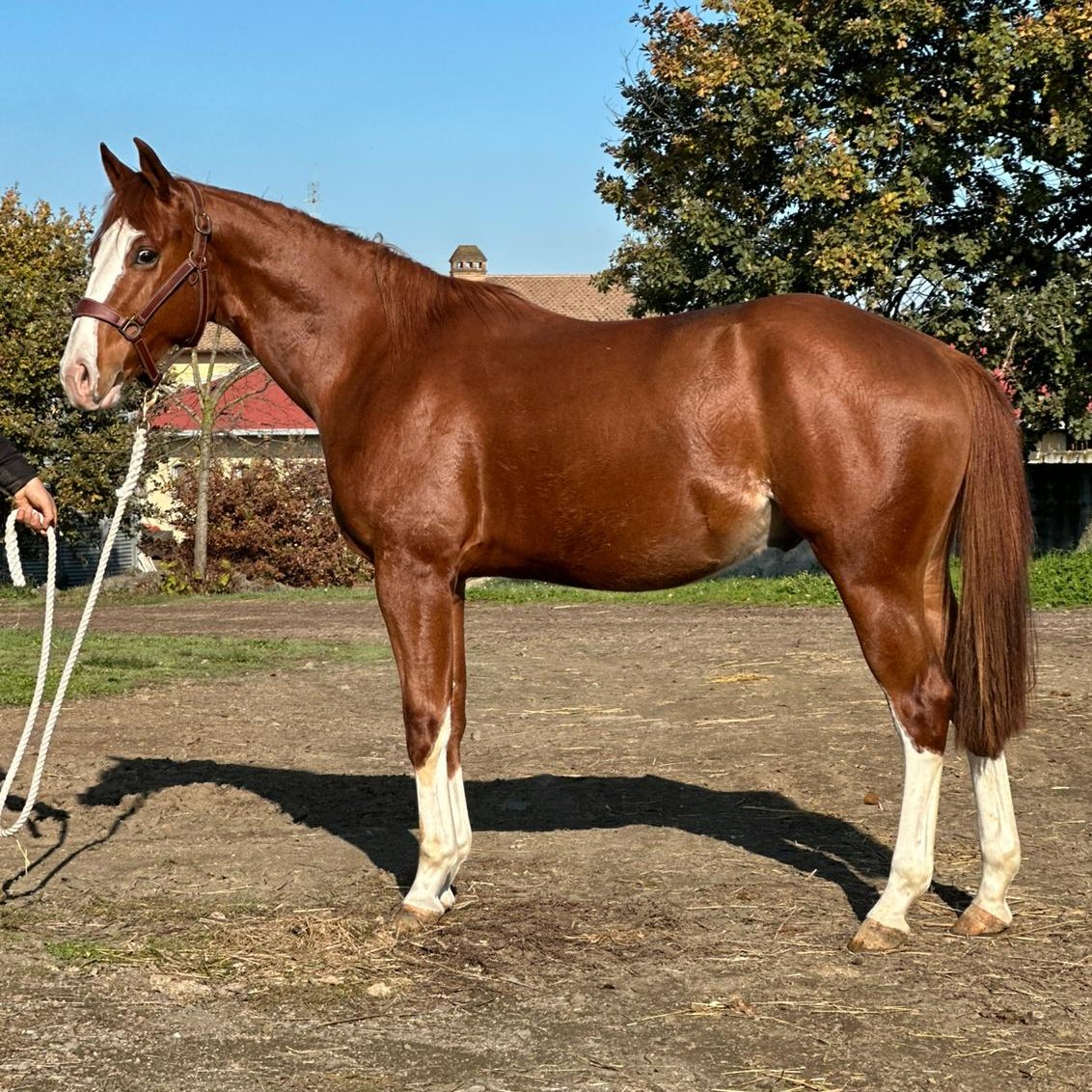 All A Spat (2023), Paint Horse reining gelding for sale in Italy, Europe – castrone APHA in vendita in Lazio #917